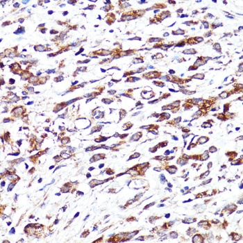 CNR1 Antibody