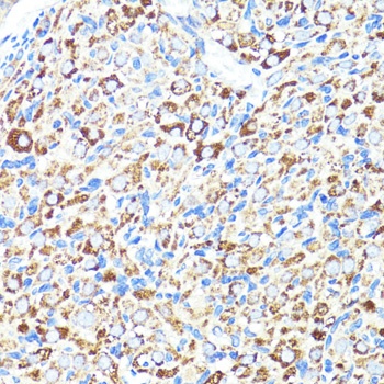 CNR1 Antibody