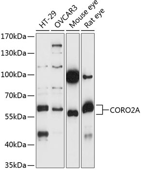 CORO2A Antibody