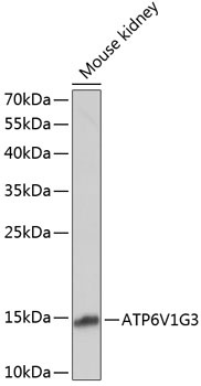 ATP6V1G3 Antibody