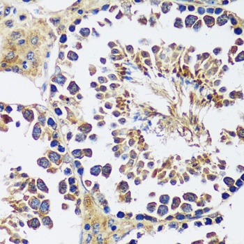 CCDC124 Antibody