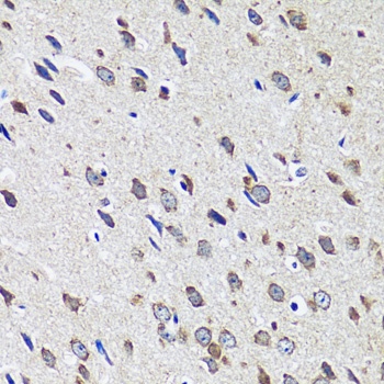 CCDC124 Antibody