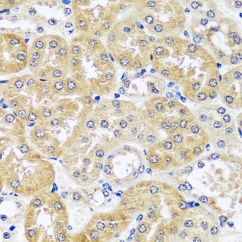 CCDC124 Antibody