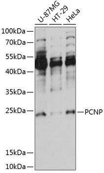 PCNP Antibody