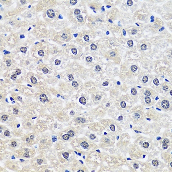 CCDC59 Antibody