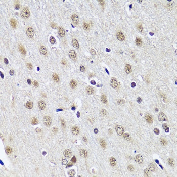 CCDC59 Antibody