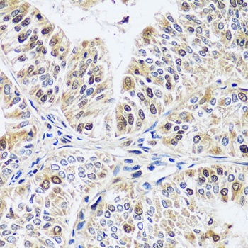 CCDC59 Antibody