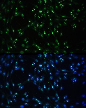 CCDC59 Antibody