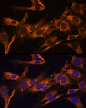 RPL36AL Antibody