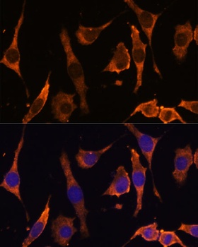 RPL36AL Antibody