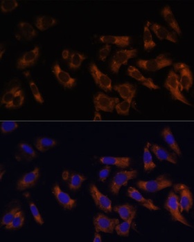 RPL36AL Antibody