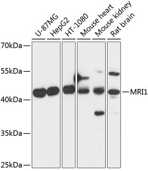 MRI1 Antibody