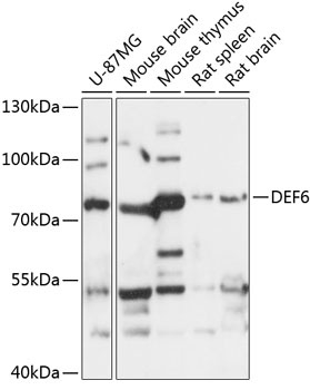DEF6 Antibody