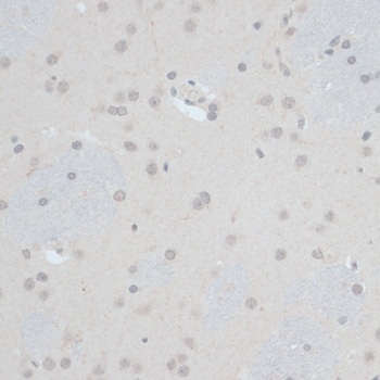 ZNF703 Antibody