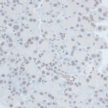 ZNF703 Antibody