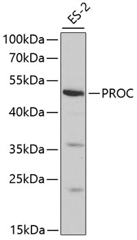 PROC Antibody