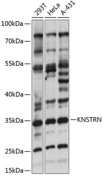 KNSTRN Antibody