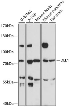 DLL1 Antibody