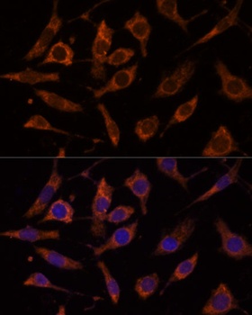 RPL24 Antibody