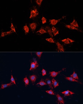 ADAM11 Antibody