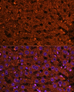 HMGCS2 Antibody