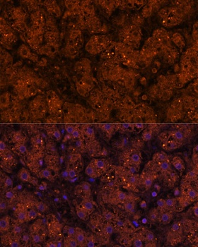 HMGCS2 Antibody