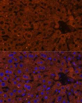 HMGCS2 Antibody