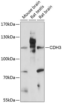 CDH3 Antibody
