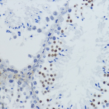 Acetyl-Histone H4-K12 pAb