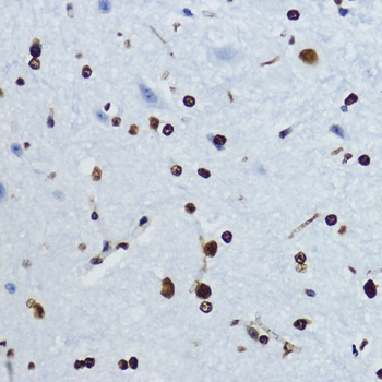 Acetyl-Histone H4-K12 pAb