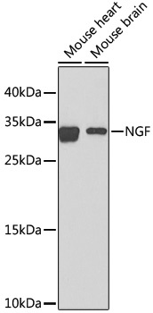NGF Antibody