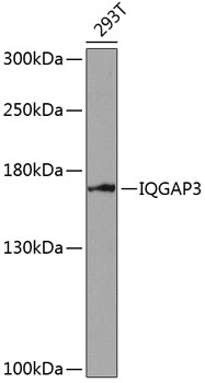 IQGAP3 Antibody