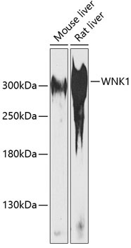 WNK1 Antibody