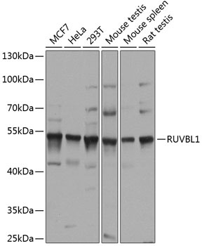 RUVBL1 Antibody