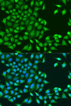 RUVBL1 Antibody