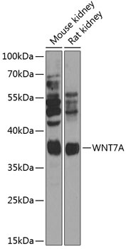 WNT7A Antibody
