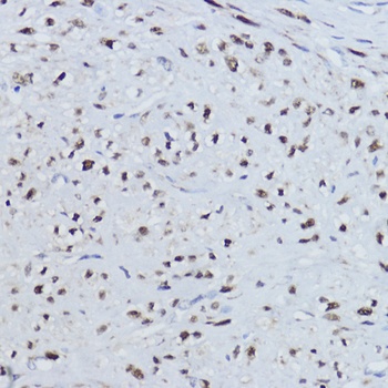 ESRRA Antibody