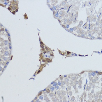 ESRRA Antibody