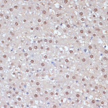 ESRRA Antibody