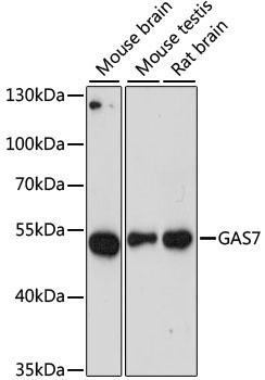 GAS7 Antibody