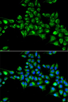 CYGB Antibody