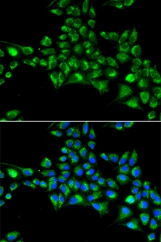 CYGB Antibody