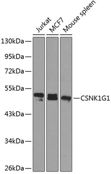 CSNK1G1 Antibody
