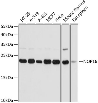 NOP16 Antibody
