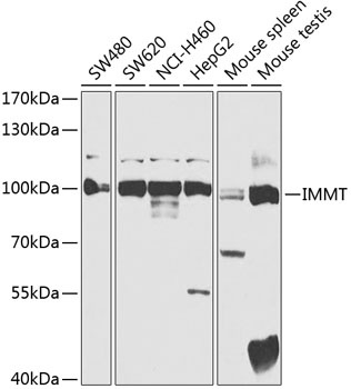 IMMT Antibody