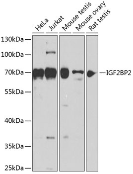 IGF2BP2 Antibody