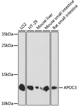 APOC3 Antibody