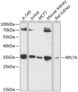 RPL7A Antibody