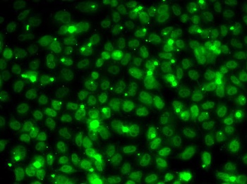 RPA3 Antibody