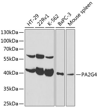 PA2G4 Antibody